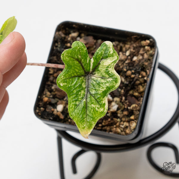 Alocasia Tandurusa Variegated (previously Alocasia 'Jacklyn' or 'Jaclyn') (wk48-N)
