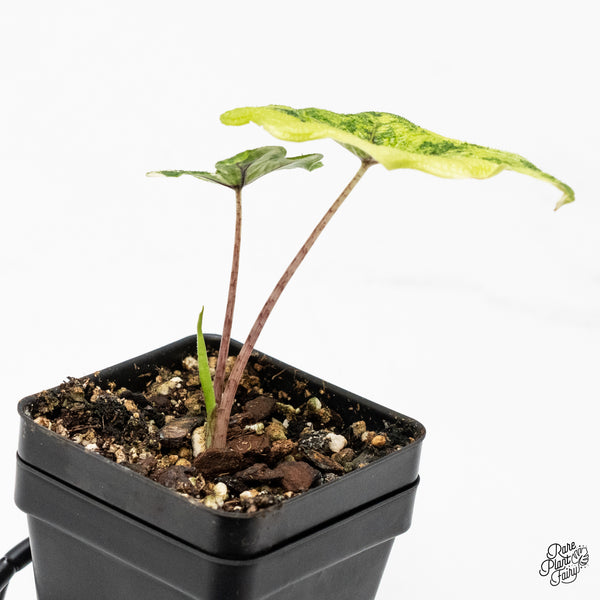 Alocasia Tandurusa Variegated (previously Alocasia 'Jacklyn' or 'Jaclyn') (wk48-N)