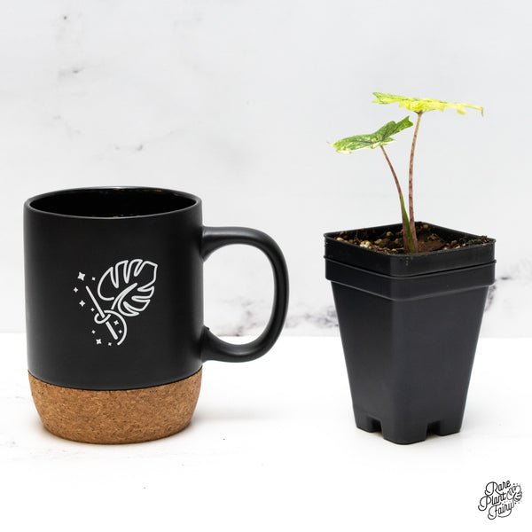 Alocasia Tandurusa Variegated (previously Alocasia 'Jacklyn' or 'Jaclyn') (wk48-N)