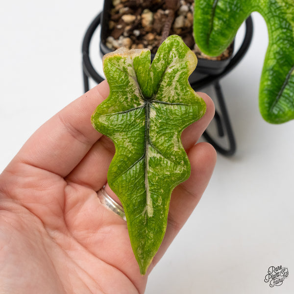 Alocasia Tandurusa Variegated (previously Alocasia 'Jacklyn' or 'Jaclyn') (wk50-M)