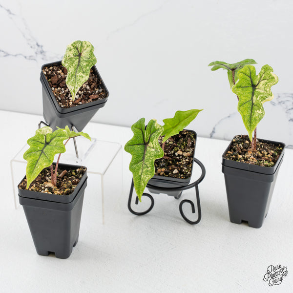 Alocasia Tandurusa Variegated (previously Alocasia 'Jacklyn' or 'Jaclyn') *Growers Choice*