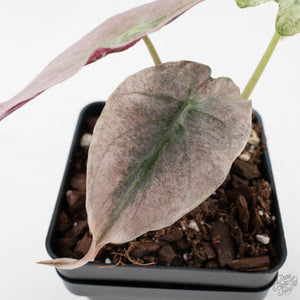 Alocasia 'Venom Pink' (wk40-U162)