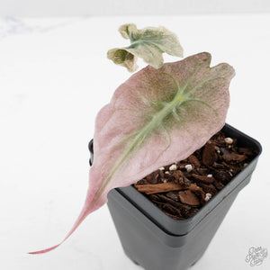 Alocasia 'Venom Pink' (wk40-U163)