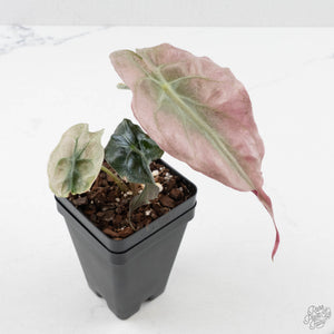 Alocasia 'Venom Pink' (wk40-U164)
