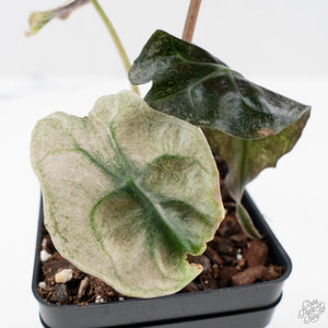 Alocasia 'Venom Pink' (wk40-U164)