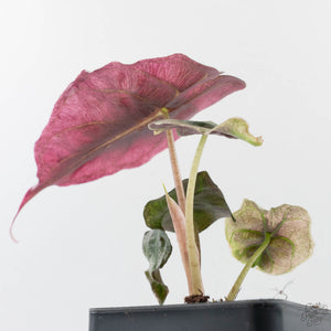 Alocasia 'Venom Pink' (wk40-U164)