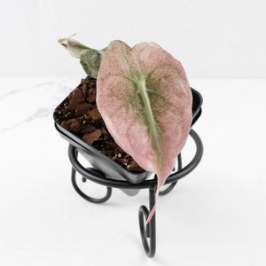 Alocasia 'Venom Pink' (wk34-U45)
