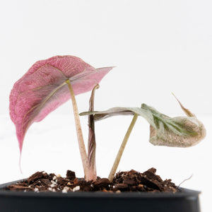 Alocasia 'Venom Pink' (wk34-U45)
