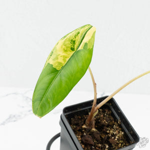 Alocasia 'Venusta' Variegated (wk18-UB)