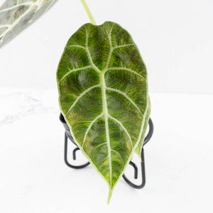 Alocasia Watsoniana Doff. Variegated (wk33-L6)