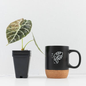 Alocasia Watsoniana Doff. Variegated (wk33-L7)