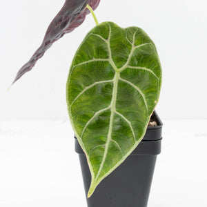 Alocasia Watsoniana Doff. Variegated (wk33-L7)