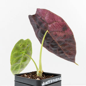 Alocasia Watsoniana Doff. Variegated (wk33-L7)