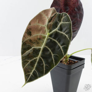 Alocasia Watsoniana Doff. Variegated (wk40-L7)