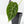 Alocasia Watsoniana Doff. Variegated (wk40-L7)