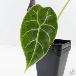 Alocasia Watsoniana Doff. Variegated (wk40-L7)