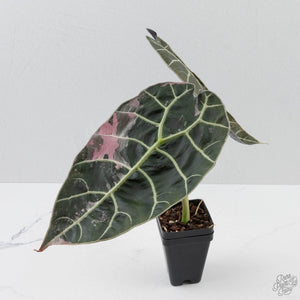 Alocasia Watsoniana Doff. Pink Variegated - Corming Size (wk40-L8)