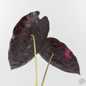 Alocasia Watsoniana Doff. Pink Variegated - Corming Size (wk40-L8)