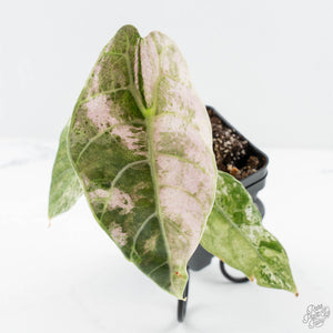 Alocasia Watsoniana Doff. Pink Variegated (wk25-D)