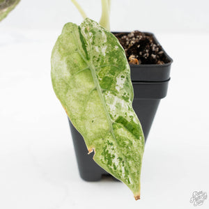 Alocasia Watsoniana Doff. Pink Variegated (wk25-D)