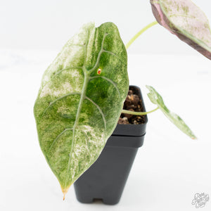 Alocasia Watsoniana Doff. Pink Variegated (wk25-D)