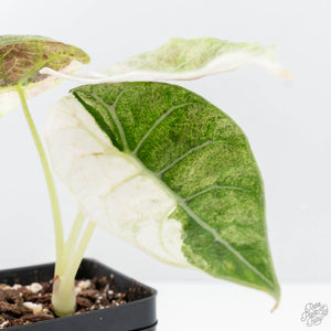 Alocasia Watsoniana Doff. Pink Variegated (wk22-M)