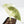 Alocasia Watsoniana Doff. Pink Variegated (wk22-M)