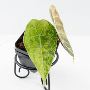Alocasia Watsoniana Doff. Pink Variegated (wk31-G)