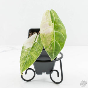 Alocasia Watsoniana Doff. Pink Variegated (wk18-B)