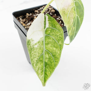 Alocasia Watsoniana Doff. Pink Variegated (wk18-B)