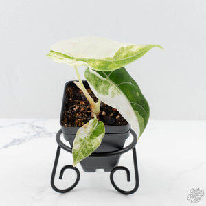 Alocasia Watsoniana Doff. Pink Variegated (wk19-H)