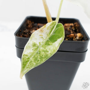 Alocasia Watsoniana Doff. Pink Variegated (wk19-H)