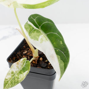 Alocasia Watsoniana Doff. Pink Variegated (wk19-H)