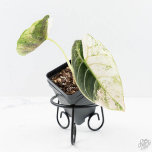 Alocasia Watsoniana Doff. Pink Variegated (wk24-G)
