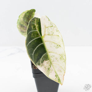 Alocasia Watsoniana Doff. Pink Variegated (wk24-G)