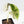 Alocasia Watsoniana Doff. Pink Variegated (wk24-G)