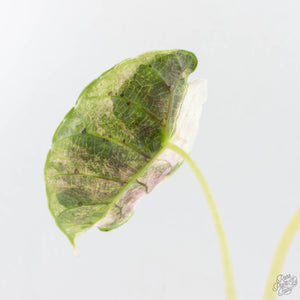 Alocasia Watsoniana Doff. Pink Variegated (wk24-G)