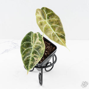 Alocasia Watsoniana Doff. Pink Variegated (wk27-A)