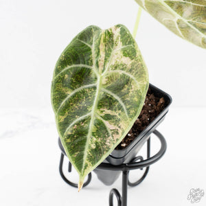 Alocasia Watsoniana Doff. Pink Variegated (wk27-A)