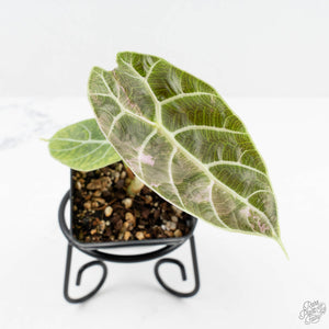 Alocasia Watsoniana Pink Variegated (wk19-J)