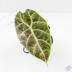 Alocasia Watsoniana Pink Variegated (wk19-J)