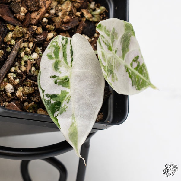 Alocasia Watsoniana Doff. Pink Variegated (wk45-Q)