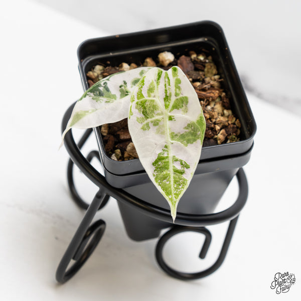 Alocasia Watsoniana Doff. Pink Variegated (wk45-Q)