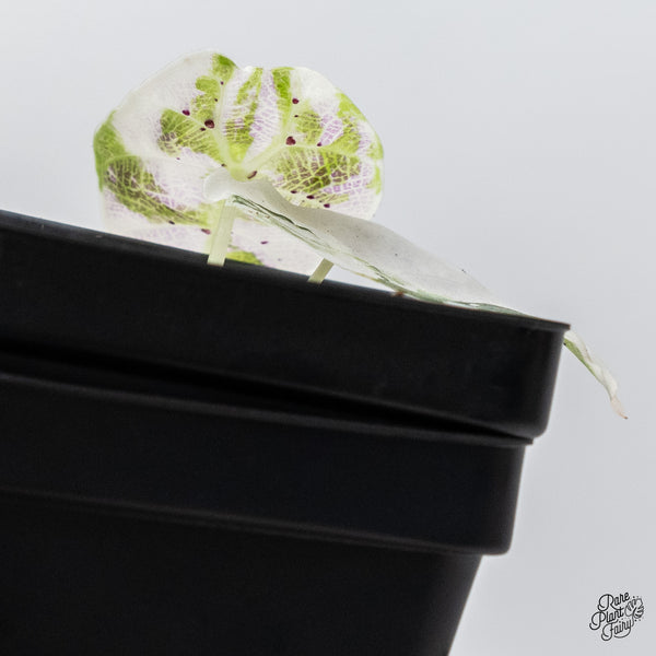 Alocasia Watsoniana Doff. Pink Variegated (wk45-Q)