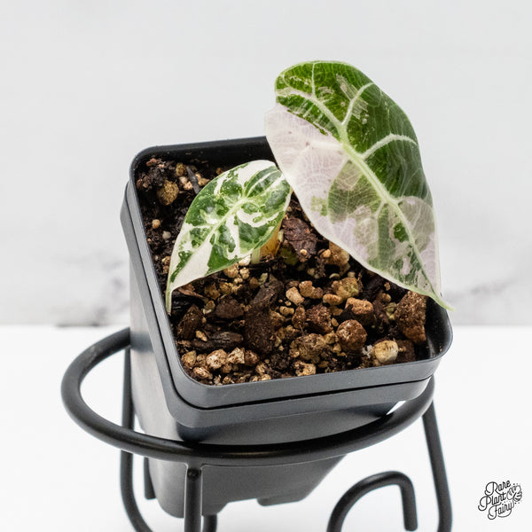 Alocasia Watsoniana Pink Variegated (wk51-L)