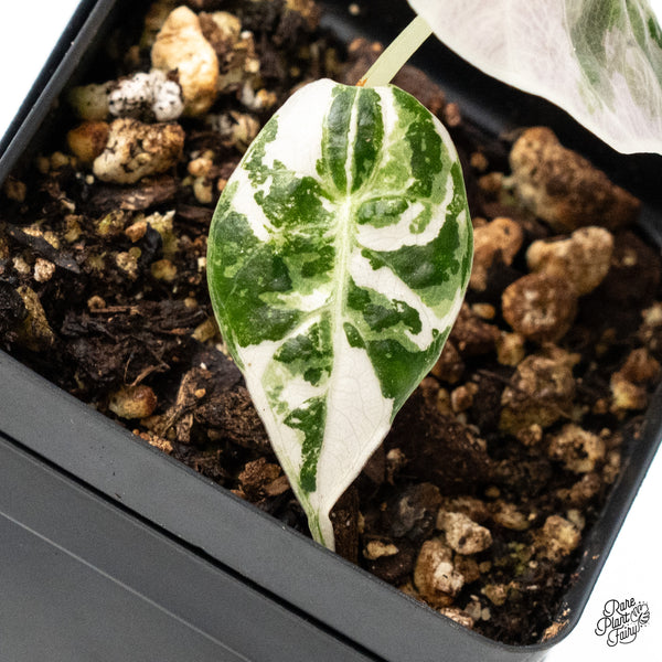 Alocasia Watsoniana Pink Variegated (wk51-L)