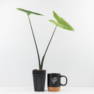 Alocasia 'Zebrina' Black Stem Variegated (wk33-U17)