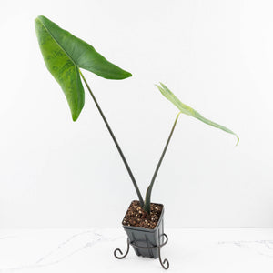 Alocasia 'Zebrina' Black Stem Variegated (wk33-U17)
