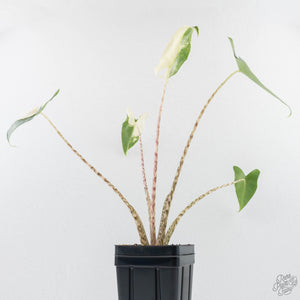 Alocasia Zebrina 'Siberian Tiger' Albo Variegated (wk29-H)