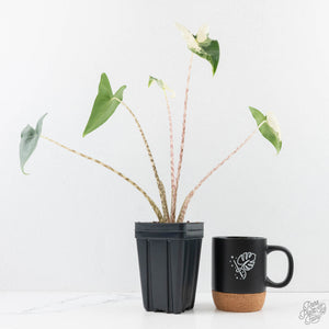Alocasia Zebrina 'Siberian Tiger' Albo Variegated (wk29-H)